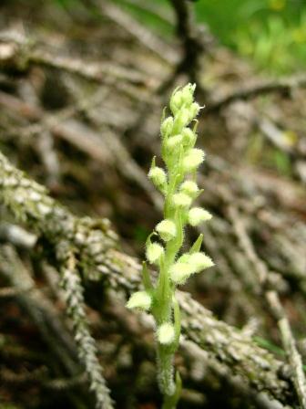 Goodyera repens